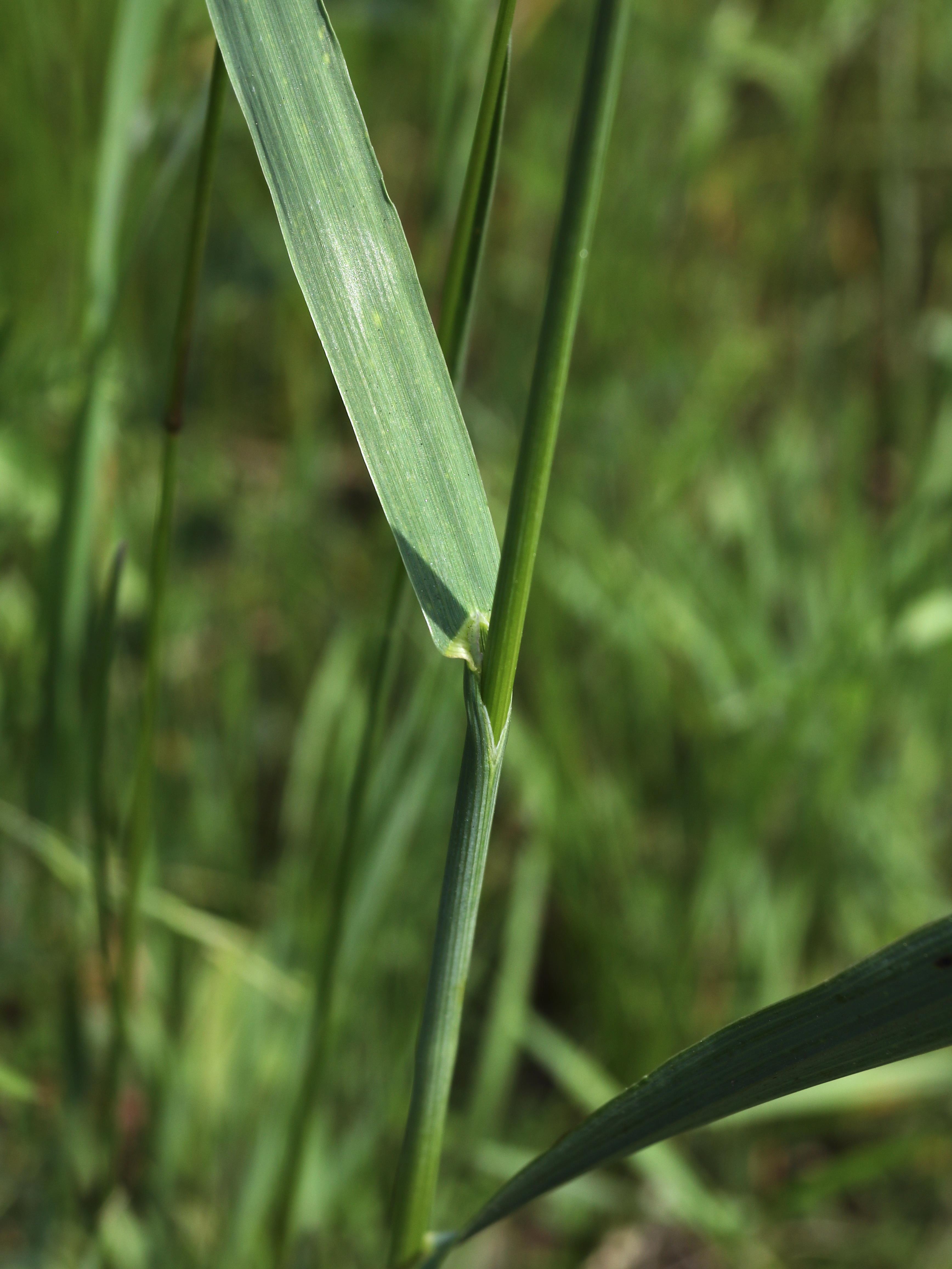 Brome inerme(Bromus inermis)_14