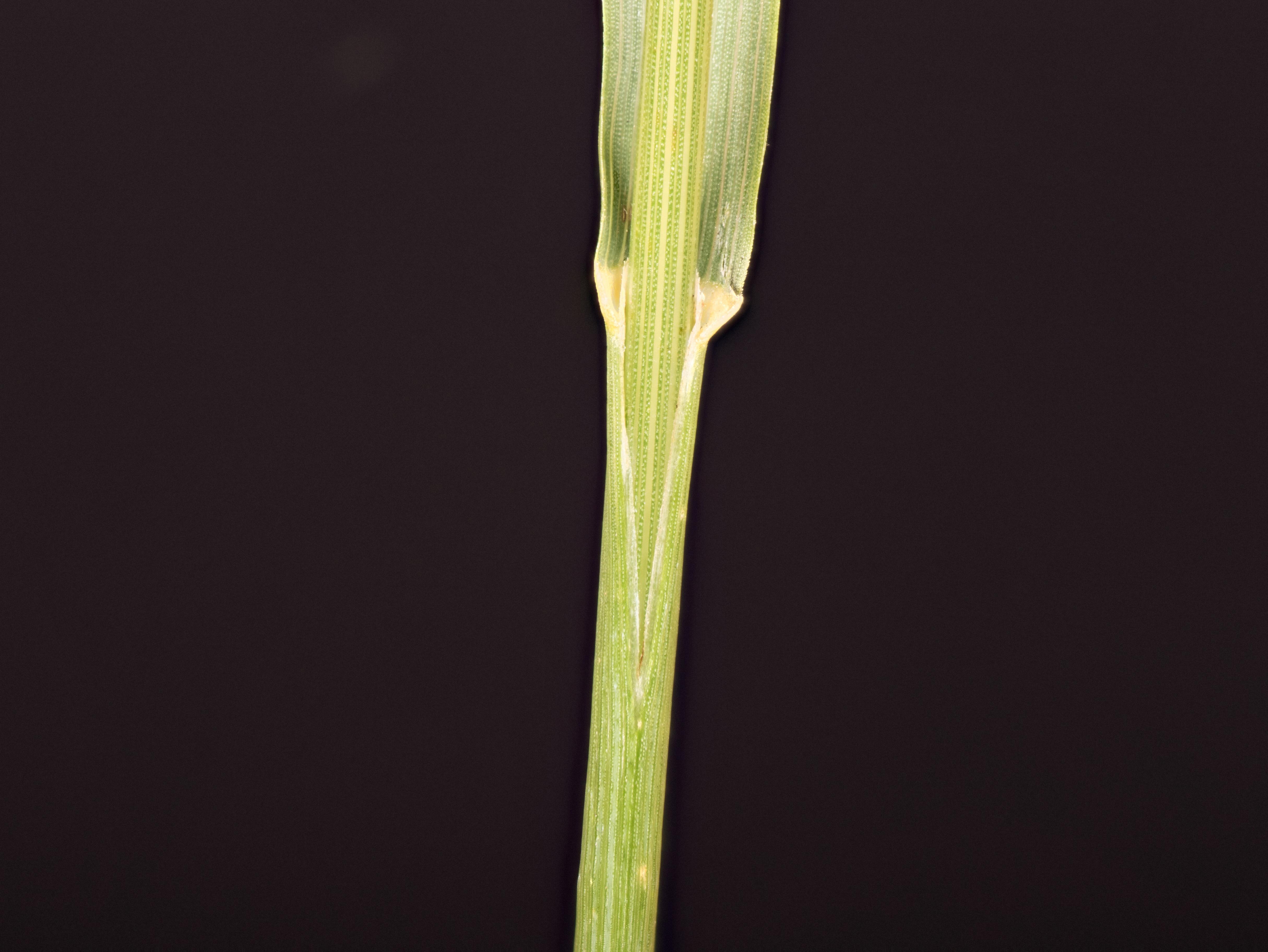 Brome inerme(Bromus inermis)_15