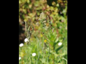 Dactyle pelotonné(Dactylis glomerata)_15