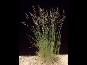 Fétuque rouge (Festuca rubra)_1