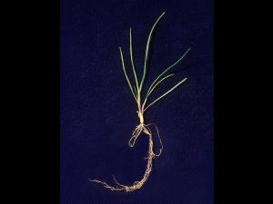 Fétuque rouge (Festuca rubra)_10