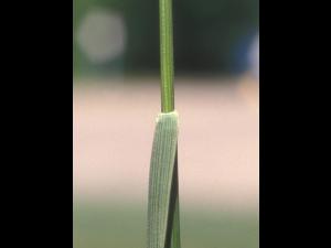 Fétuque rouge (Festuca rubra)_11