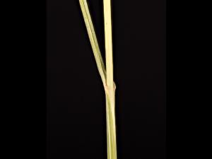 Fétuque rouge (Festuca rubra)_13