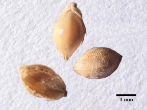 Fléole des prés (Phleum pratense)_9