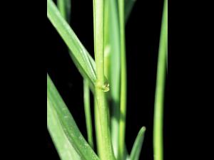 Ivraie multiflore (Lolium multiflorum)_7