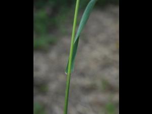Ivraie multiflore (Lolium multiflorum)_8