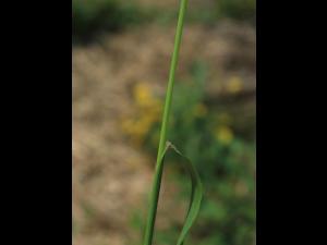 Ivraie multiflore (Lolium multiflorum)_9