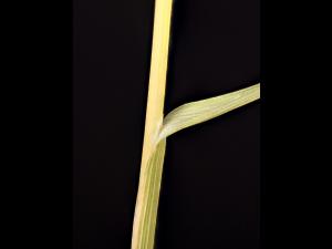 Pâturin prés (Poa pratensis)_13