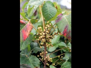 Herbe à puce (Toxicodendron radicans)_9