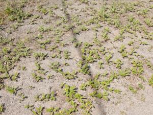 Potentille ansérine (Potentilla anserina)_11