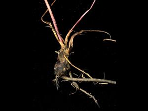 Potentille simple (Potentilla simplex)_2