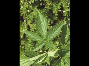 Ronce Alléghanys (Rubus allegheniensis)_1