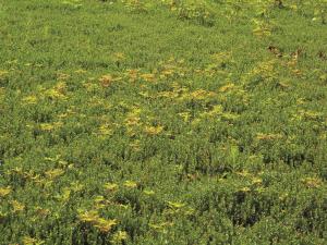 Ronce hispide (Rubus hispidus)_2