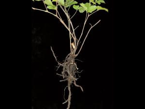 Ronce hispide (Rubus hispidus)_9