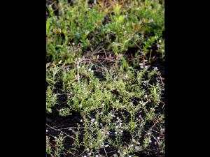 Spergulaire rouge(Spergularia rubra)_11