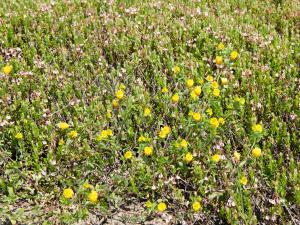 Trèfle doré(Trifolium aureum)_4
