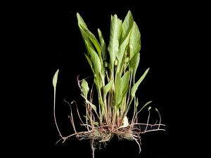 Violette lancéolée(Viola lanceolata)_4