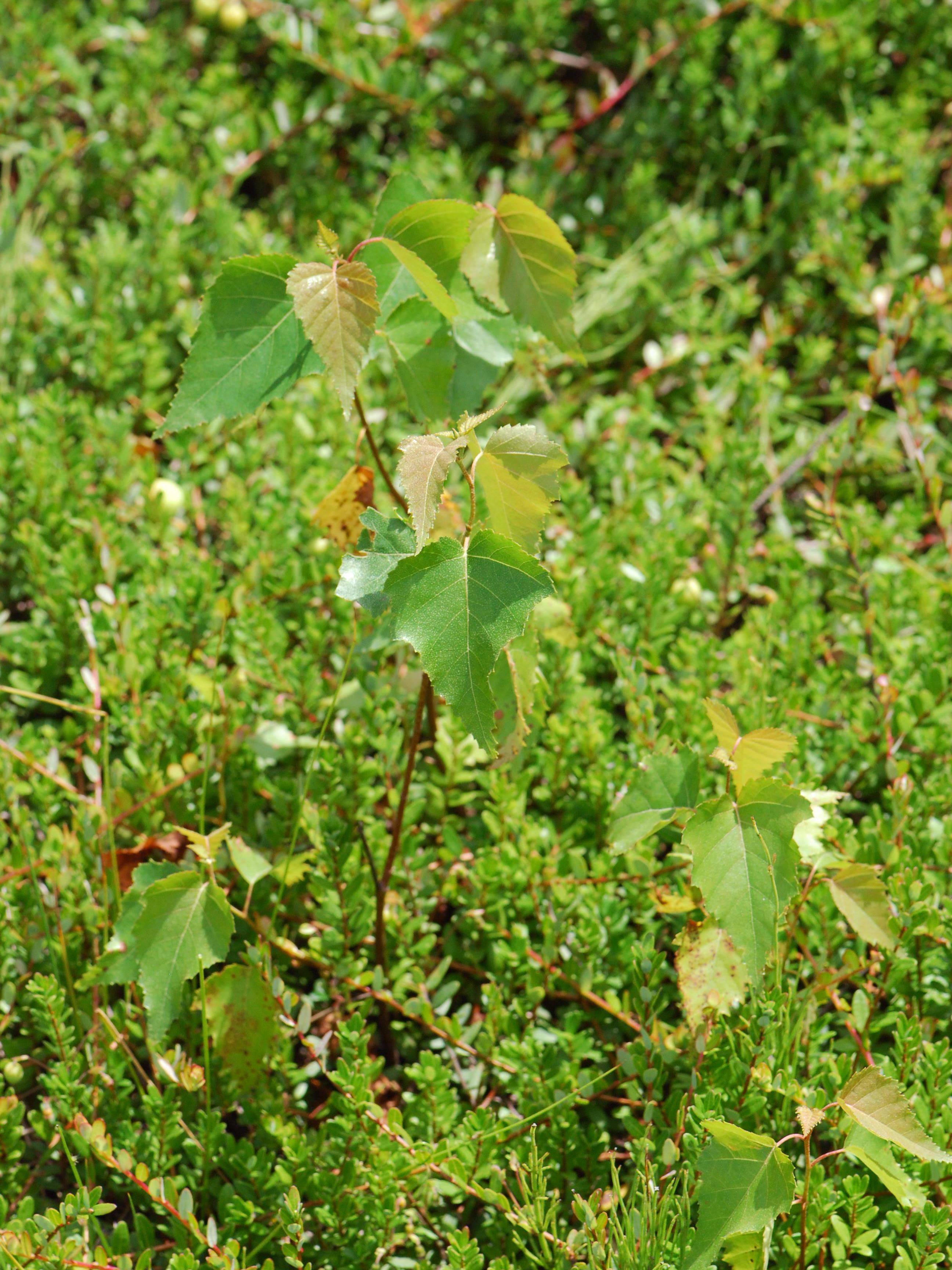 Bouleau gris(Betula populifolia)_1