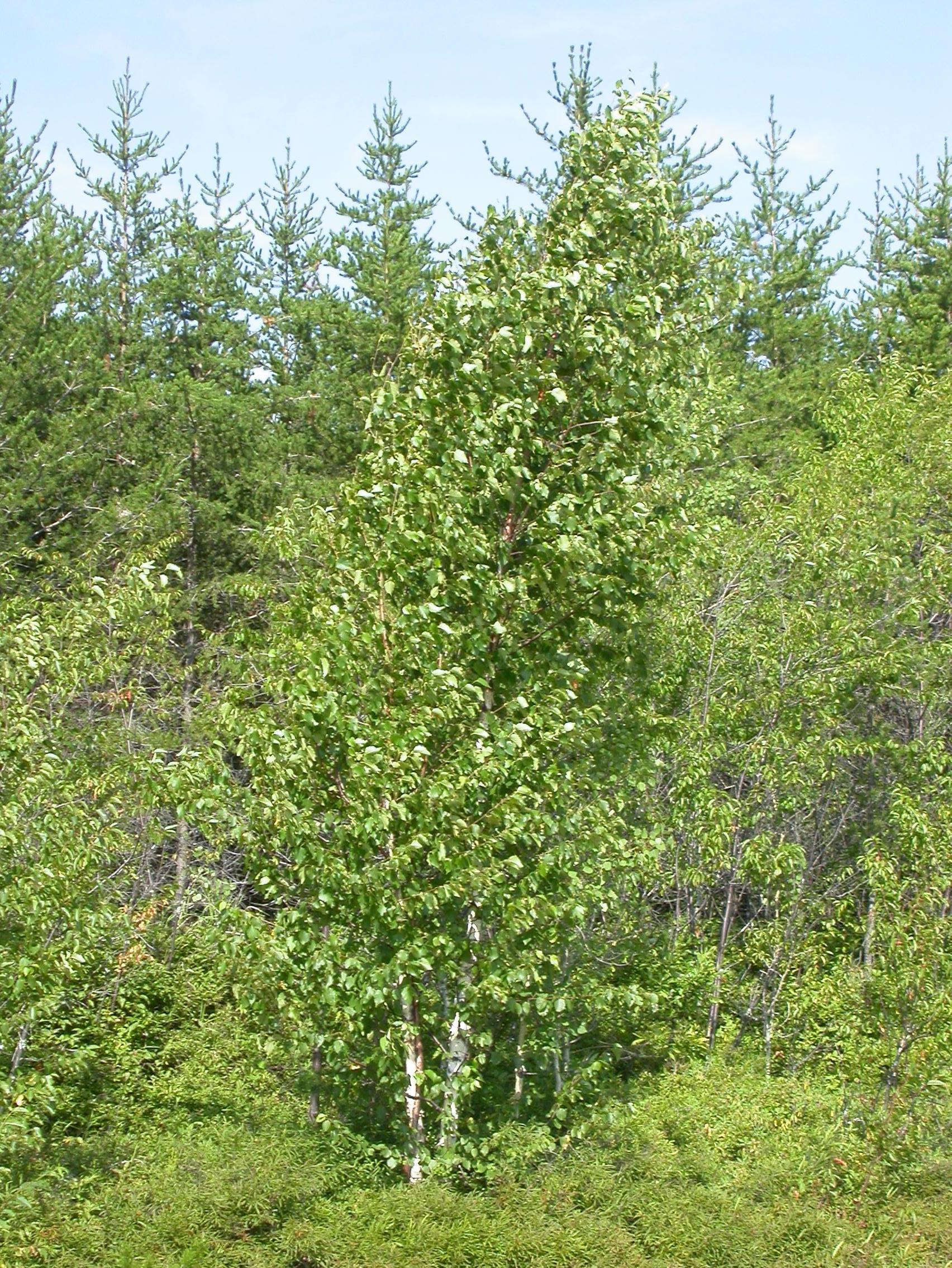 Bouleau blanc(Betula papyrifera)_3