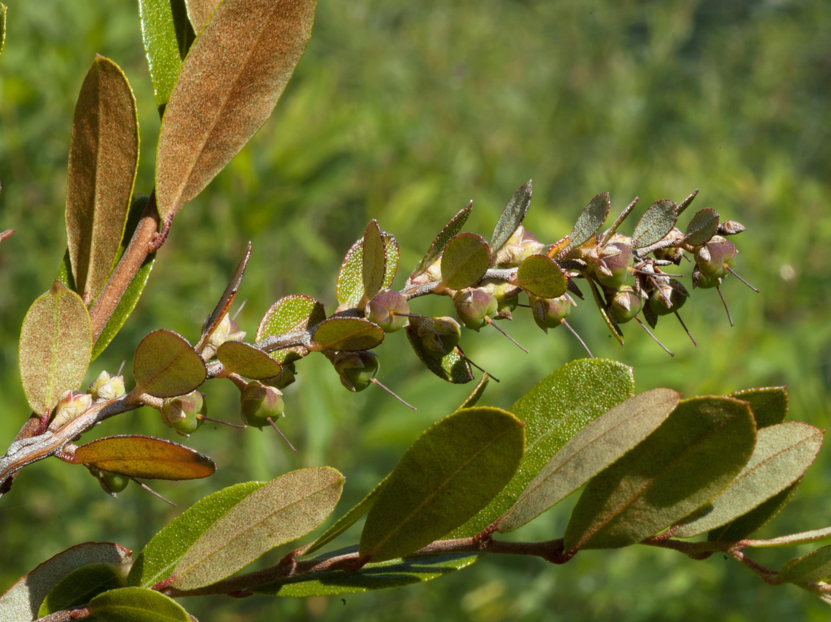 Cassandre caliculé(Chamaedaphne calyculata)_10