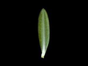 Kalmia feuilles andromède (Kalmia polifolia)_5