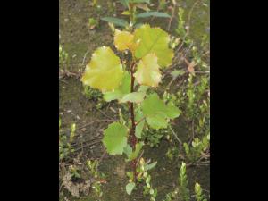 Peuplier deltoïde (populus deltoide)_1
