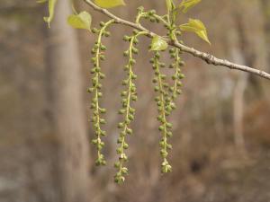 Peuplier deltoïde (populus deltoides)_7