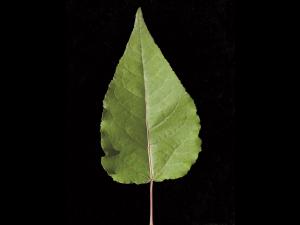 Peuplier baumier (Populus balsamifera)_6