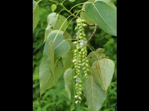 Peuplier baumier (Populus balsamifera)_8