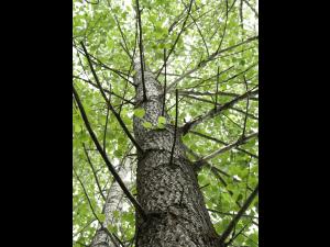 Peuplier baumier (Populus balsamifera)_9