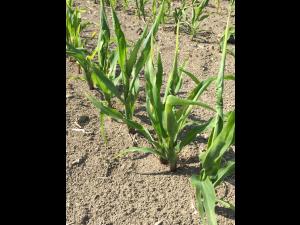 Maïs grain et fourrager - imazéthapyr (2)_11