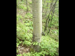 Peuplier faux-tremble (Populus tremuloides)_7