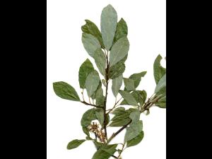 Saule discolore (Salix discolor)_8