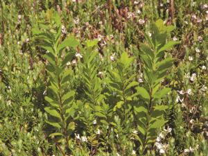 Spirée à larges feuilles(Spiraea alba var. latifolia)_1