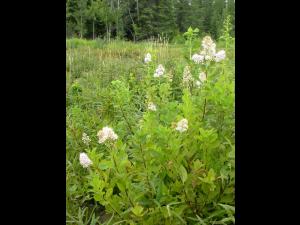 Spirée à larges feuilles(Spiraea alba var. latifolia)_7