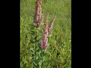 Spirée tomenteuse(Spiraea tomentosa)_5