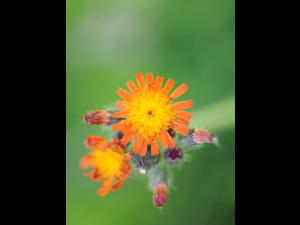 Épervière orangée(Pilosella aurantiaca)_15