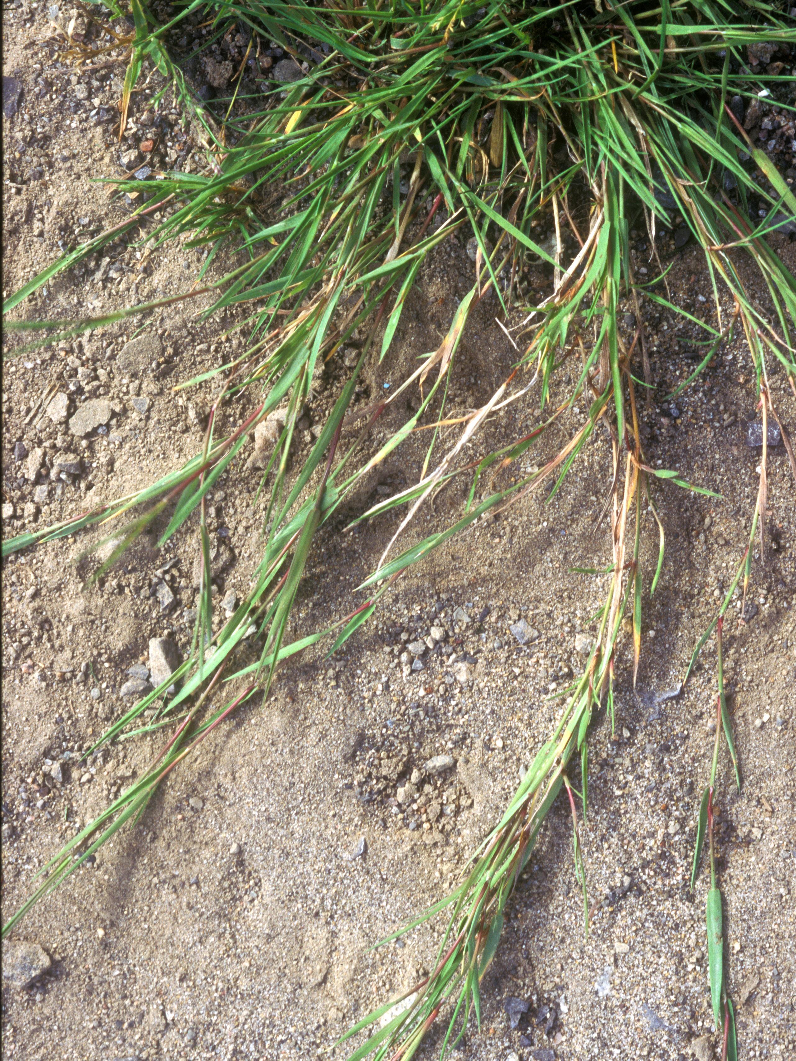 Agrostide stolonifère(Agrostis stolonifera)_4