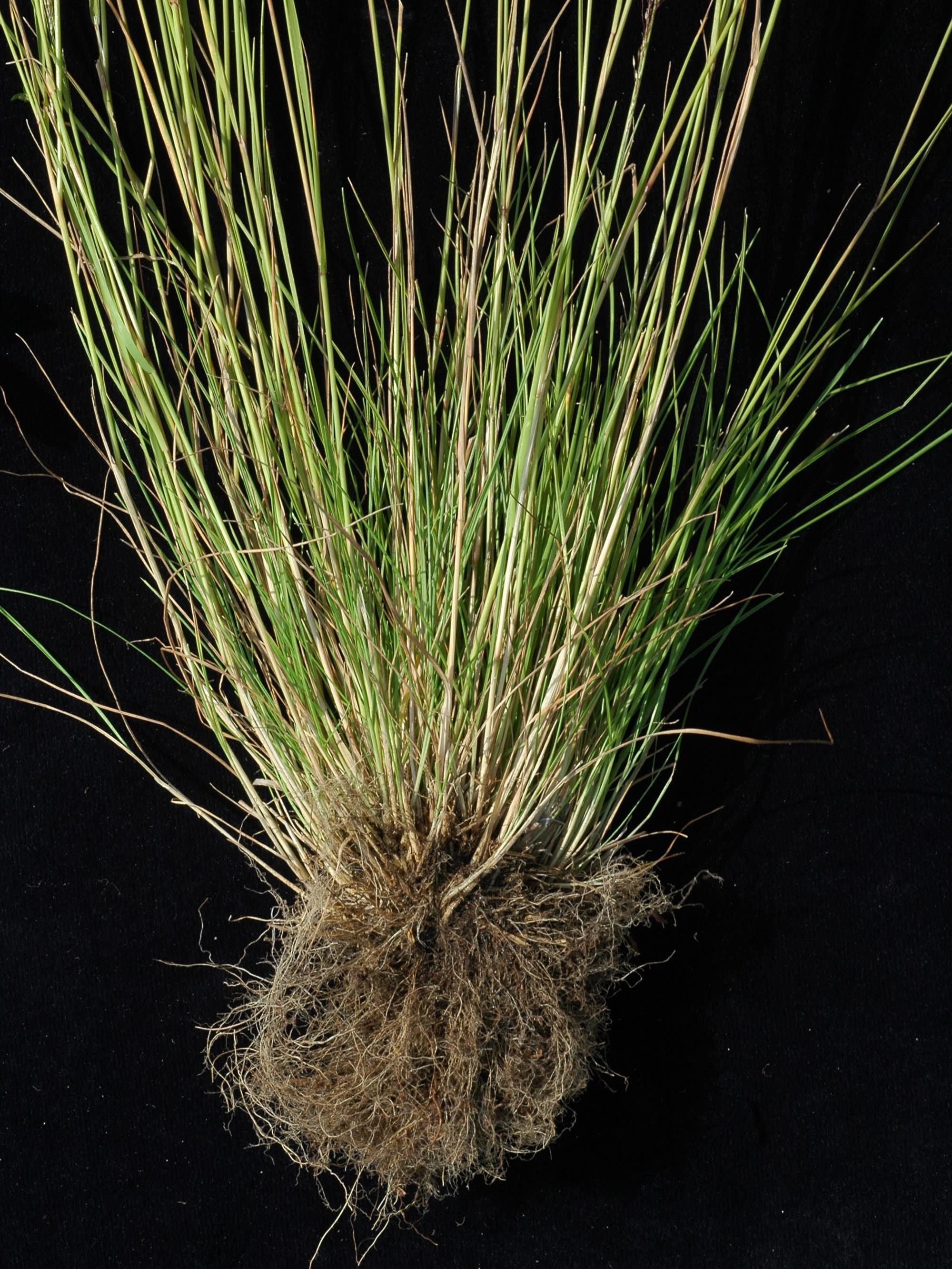 Agrostide scabre(Agrostis scabra)_11