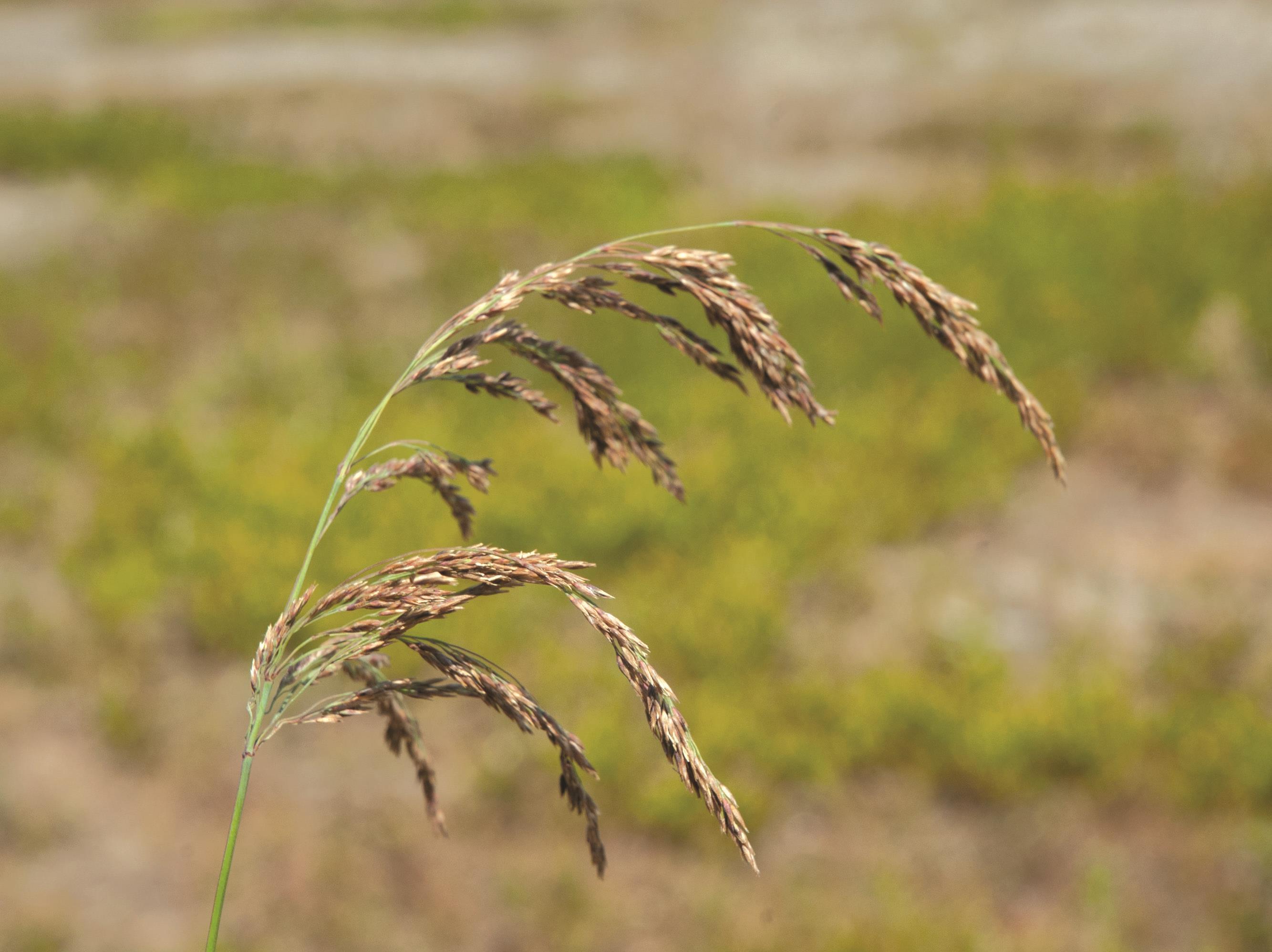 Calamagrostide Canada(Calamagrostis canadensis)_1