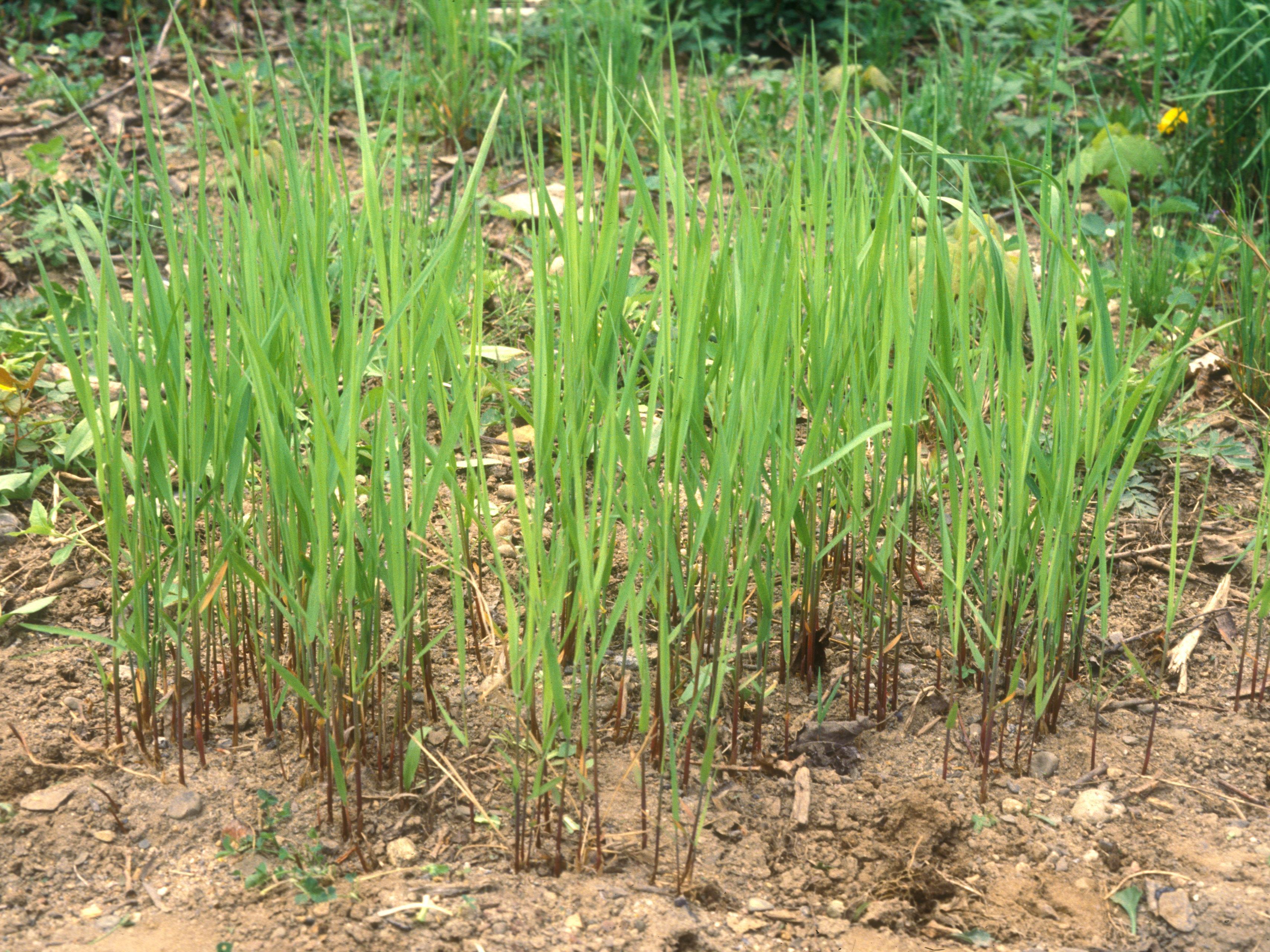 Calamagrostide Canada(Calamagrostis canadensis)_11