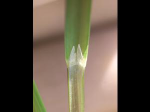 Glycérie Canada (Glyceria canadensis)_2