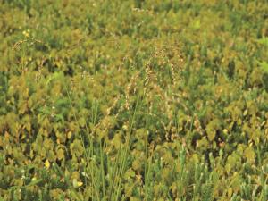 Glycérie Canada (Glyceria canadensis)_5