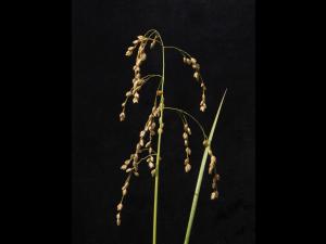 Glycérie Canada (Glyceria canadensis)_6