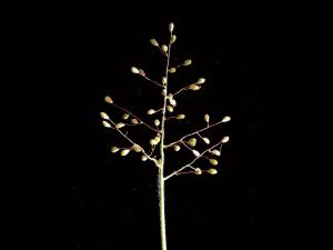 Panic laineux (Dichanthelium lanuginosum)_3