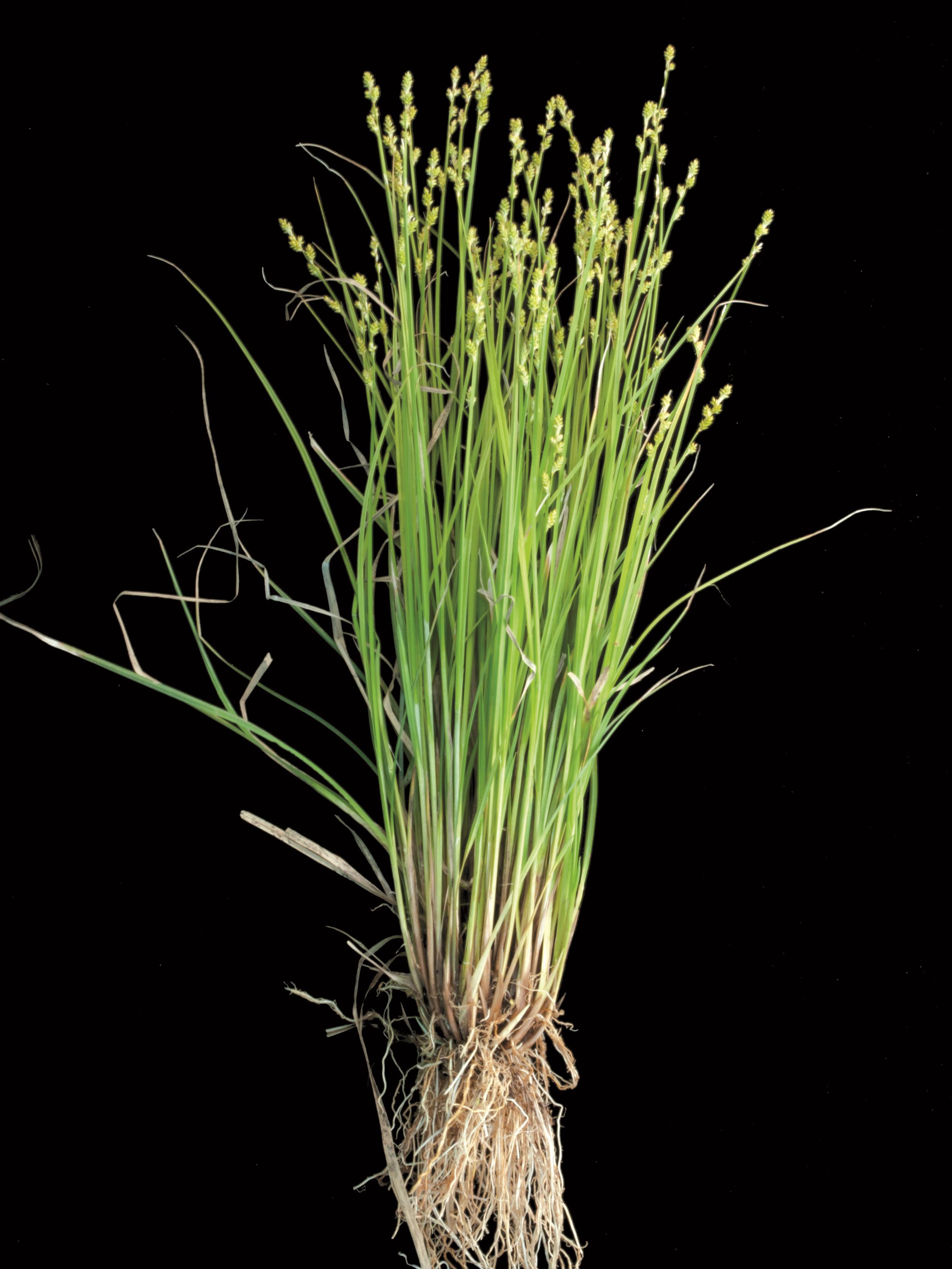 Carex blanchâtre(Carex canescens)_2