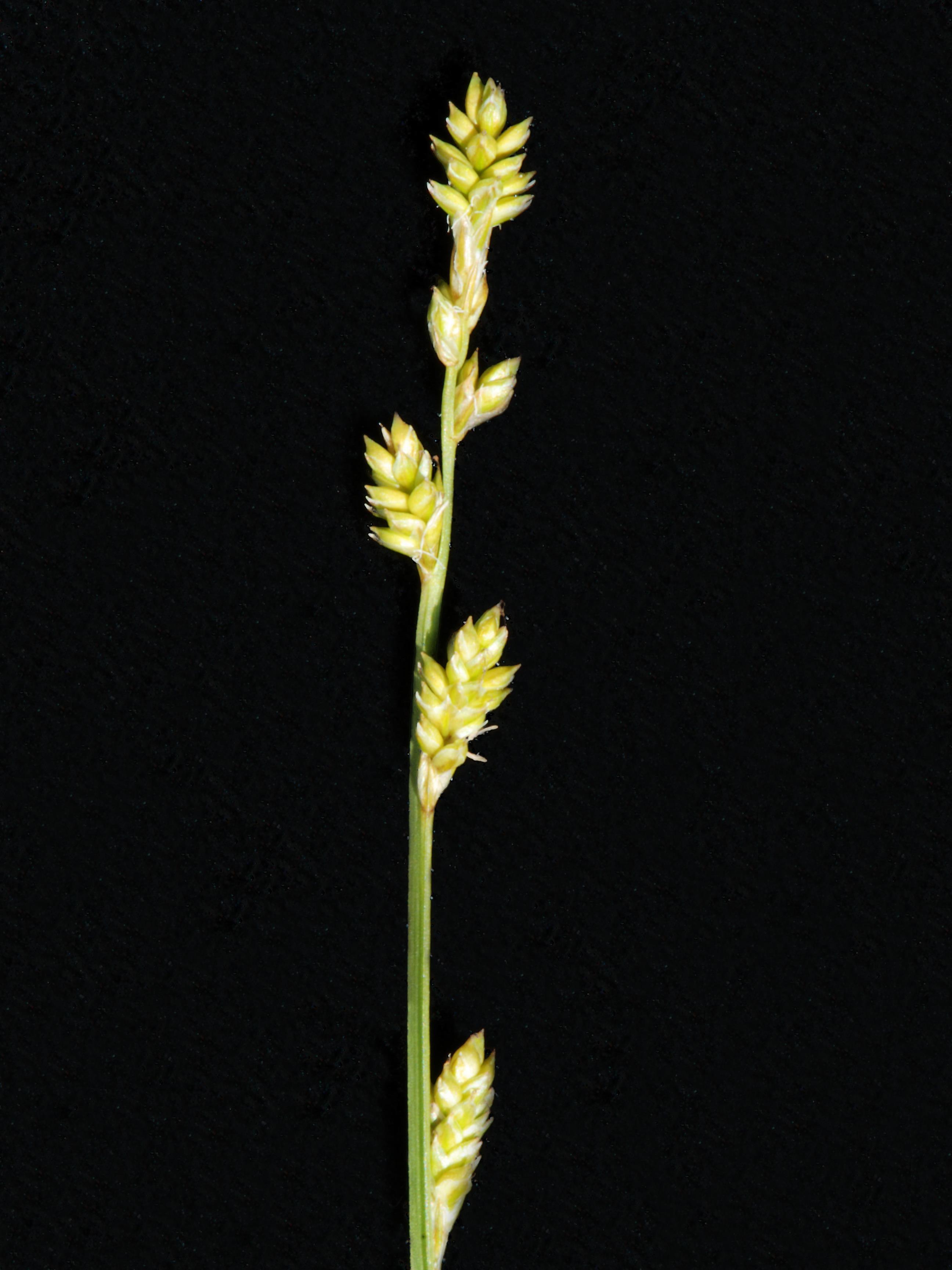 Carex blanchâtre(Carex canescens)_3