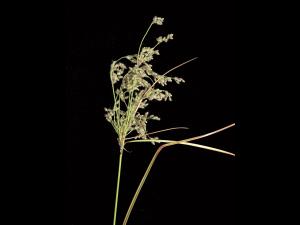 Scirpe ceinture noire (Scirpus atrocinctus)_1