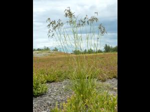 Scirpe ceinture noire (Scirpus atrocinctus)_6