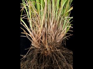 Scirpe ceinture noire (Scirpus atrocinctus)_7